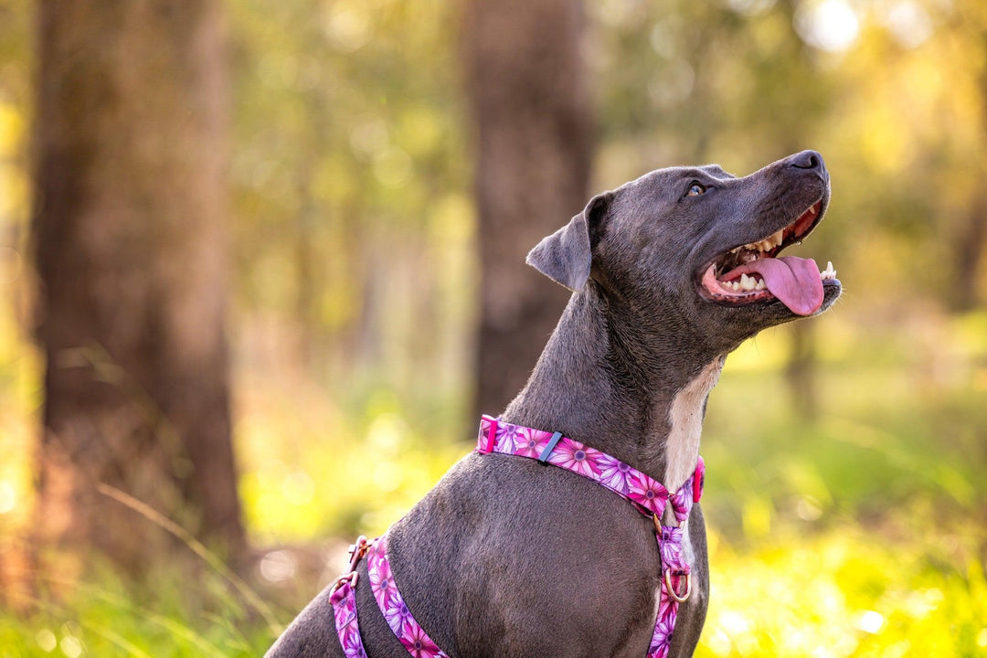 Step in H-Harness with front & back attachment - Perfect Petals-Harness-Dizzy Dog Collars