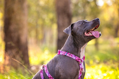 Step in H-Harness with front & back attachment - Perfect Petals-Harness-Dizzy Dog Collars