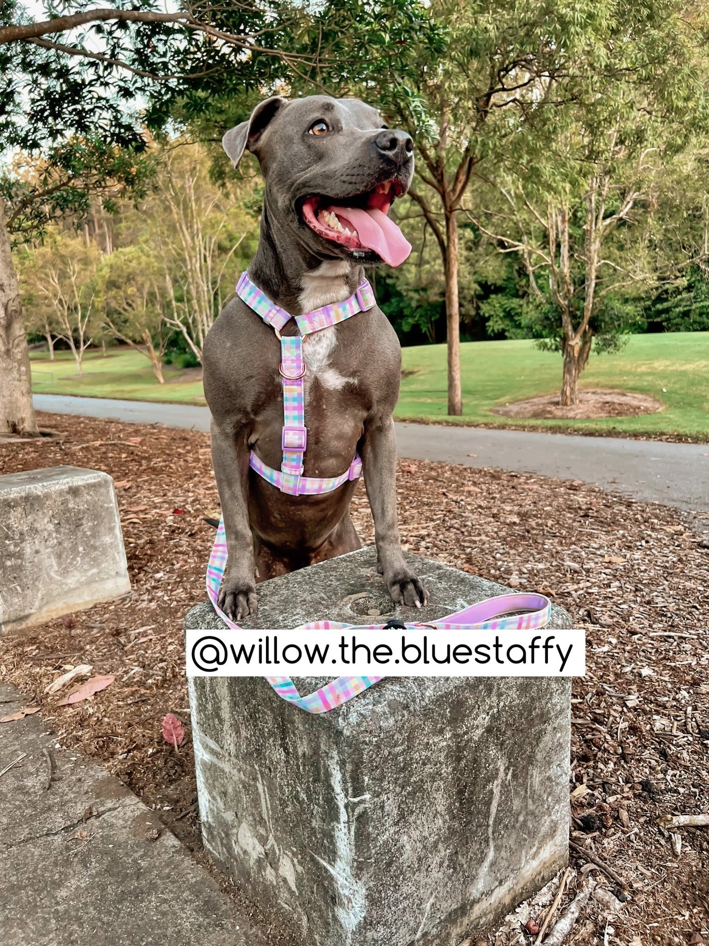 Step in H-Harness with front & back attachment | Sherbet Gingham | Fully Padded Canvas & Neoprene Harness-H-Harness-Dizzy Dog Collars