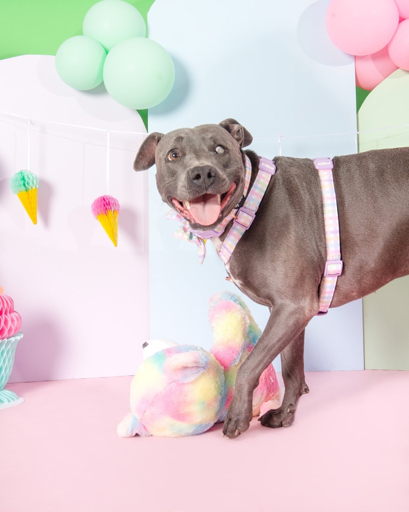 Step in H-Harness with front & back attachment | Sherbet Gingham | Fully Padded Canvas & Neoprene Harness-H-Harness-Dizzy Dog Collars