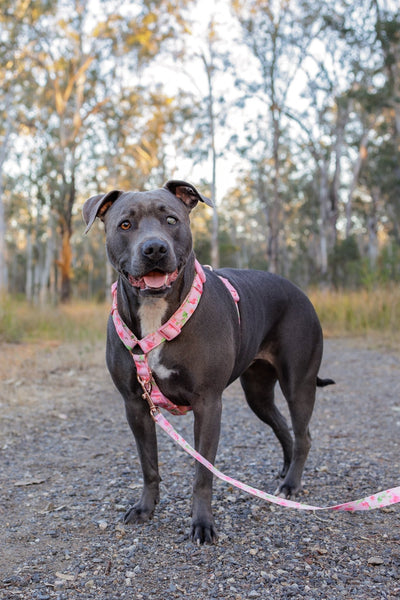 Step in H-Harness with front & back attachment | Sweet Sakura | Fully Padded Canvas & Neoprene Harness-H-Harness-Dizzy Dog Collars