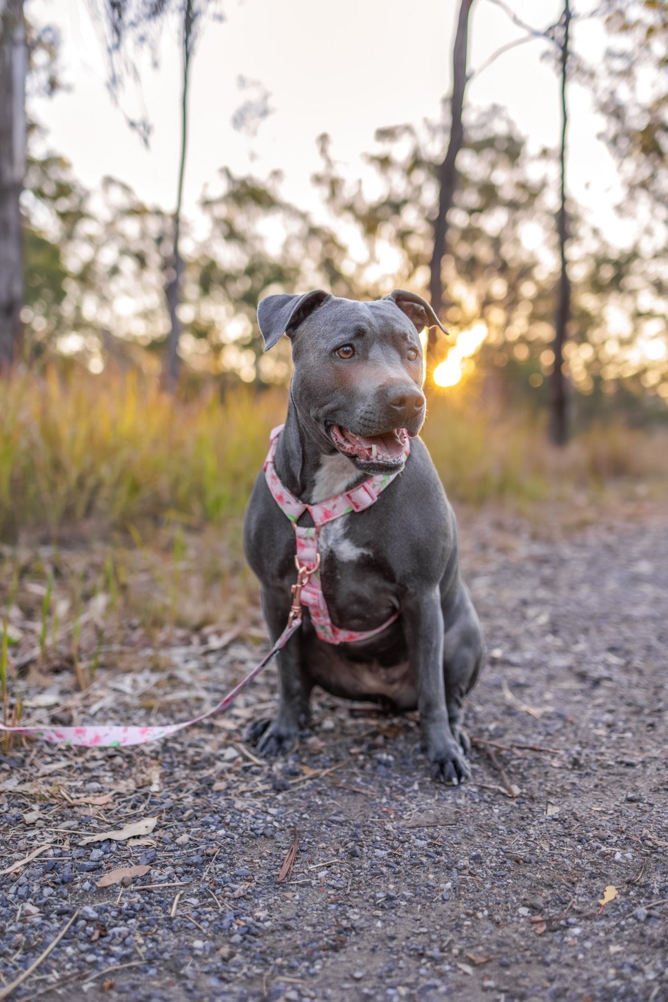 Step in H-Harness with front & back attachment | Sweet Sakura | Fully Padded Canvas & Neoprene Harness-H-Harness-Dizzy Dog Collars