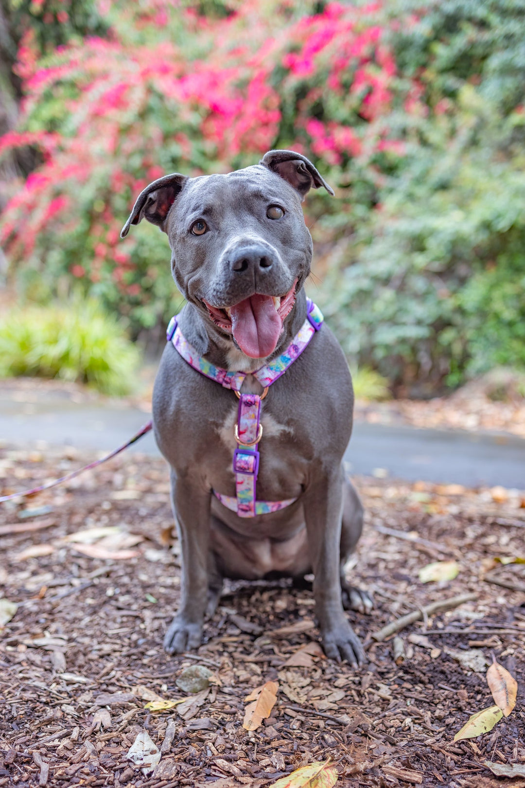 Step in H-Harness with front & back attachment | The Willow | Fully Padded Neoprene Harness-Harness-Dizzy Dog Collars