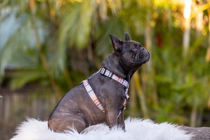 Step in H-Harness with front & back attachment - Vintage Gingham-Harness-Dizzy Dog Collars