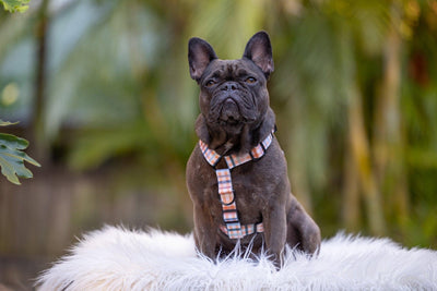 Step in H-Harness with front & back attachment - Vintage Gingham-Harness-Dizzy Dog Collars