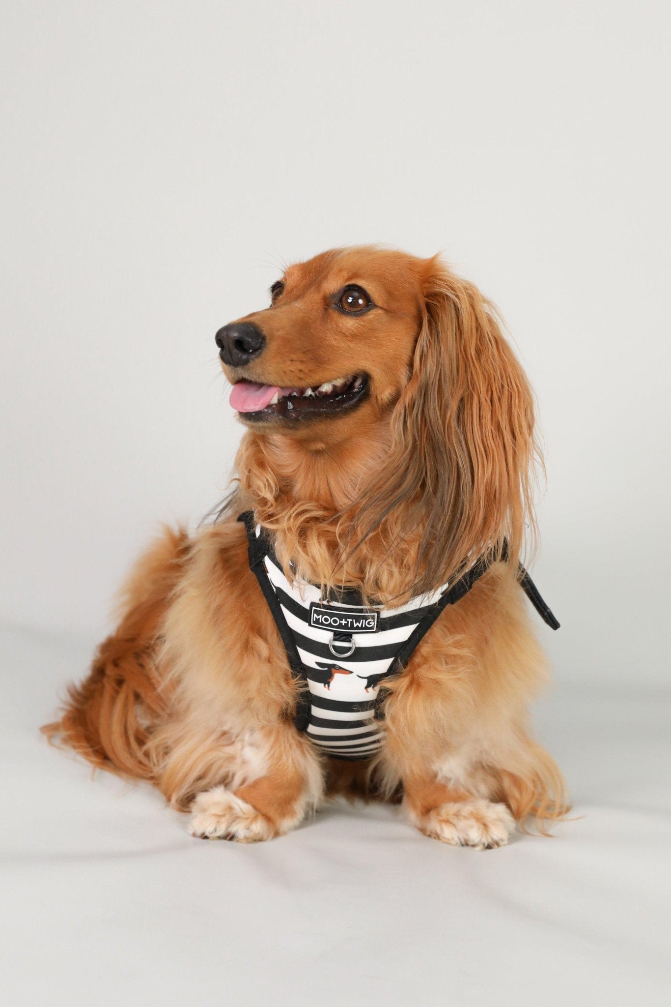 Dachshund Harness, Dachshund wearing dog harness, Miniature dachshund harness, Step In Dog Harness for Dachshunds, Dog Harness Australia, Sausage Dog Wearing best harness for dachshunds