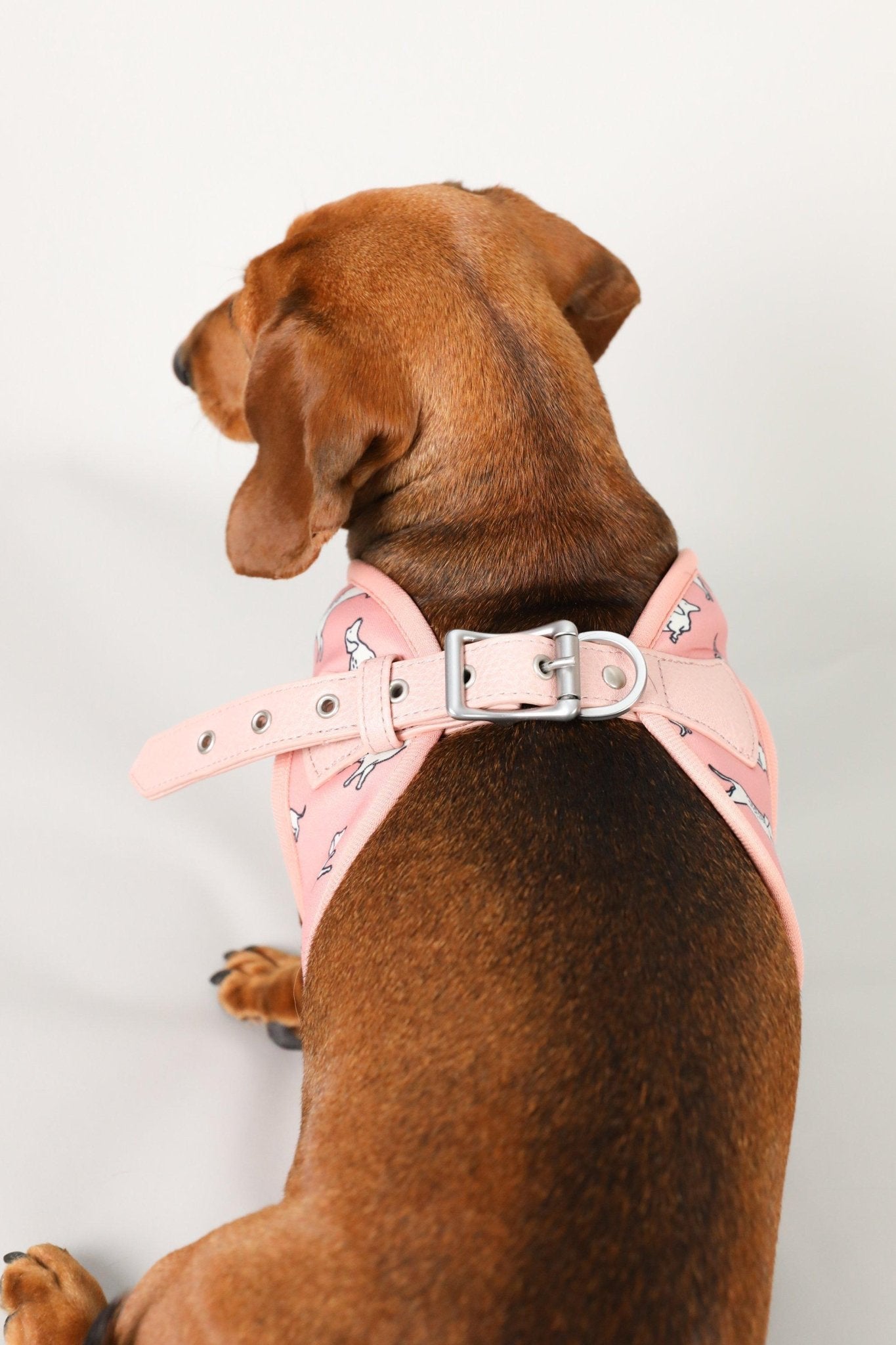 Dachshund Harness, Dachshund wearing dog harness, Miniature dachshund harness, Step In Dog Harness for Dachshunds, Dog Harness Australia, Sausage Dog Wearing best harness for dachshunds