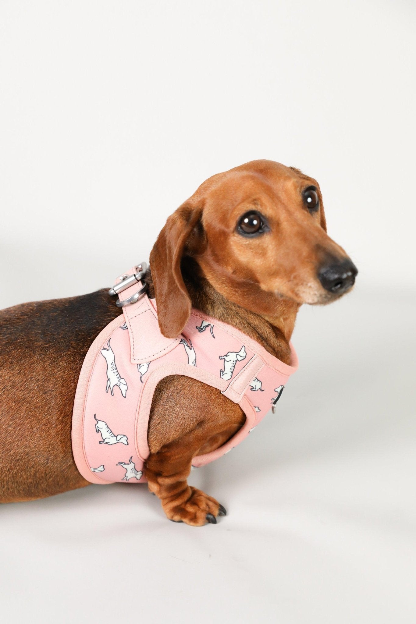 Dachshund Harness, Dachshund wearing dog harness, Miniature dachshund harness, Step In Dog Harness for Dachshunds, Dog Harness Australia, Sausage Dog Wearing best harness for dachshunds