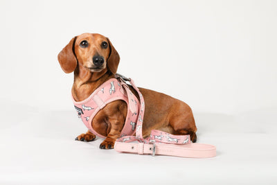 Dachshund Harness, Dachshund wearing dog harness, Miniature dachshund harness, Step In Dog Harness for Dachshunds, Dog Harness Australia, Sausage Dog Wearing best harness for dachshunds