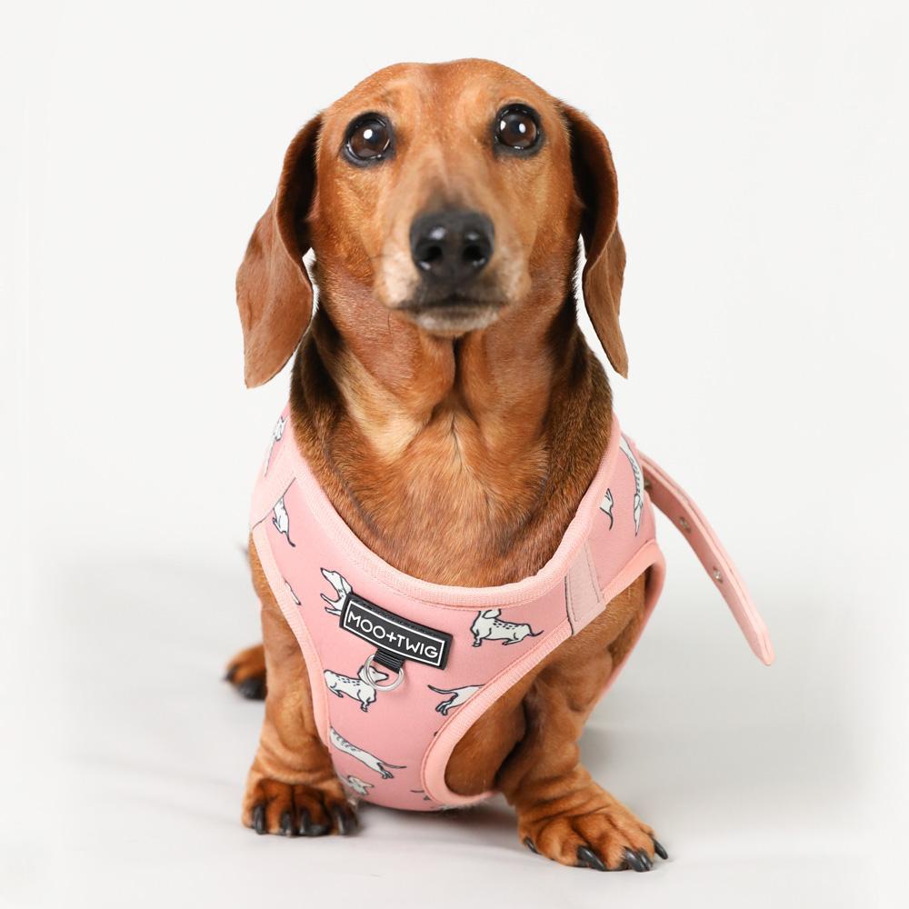 Dachshund Harness, Dachshund wearing dog harness, Miniature dachshund harness, Step In Dog Harness for Dachshunds, Dog Harness Australia, Sausage Dog Wearing best harness for dachshunds