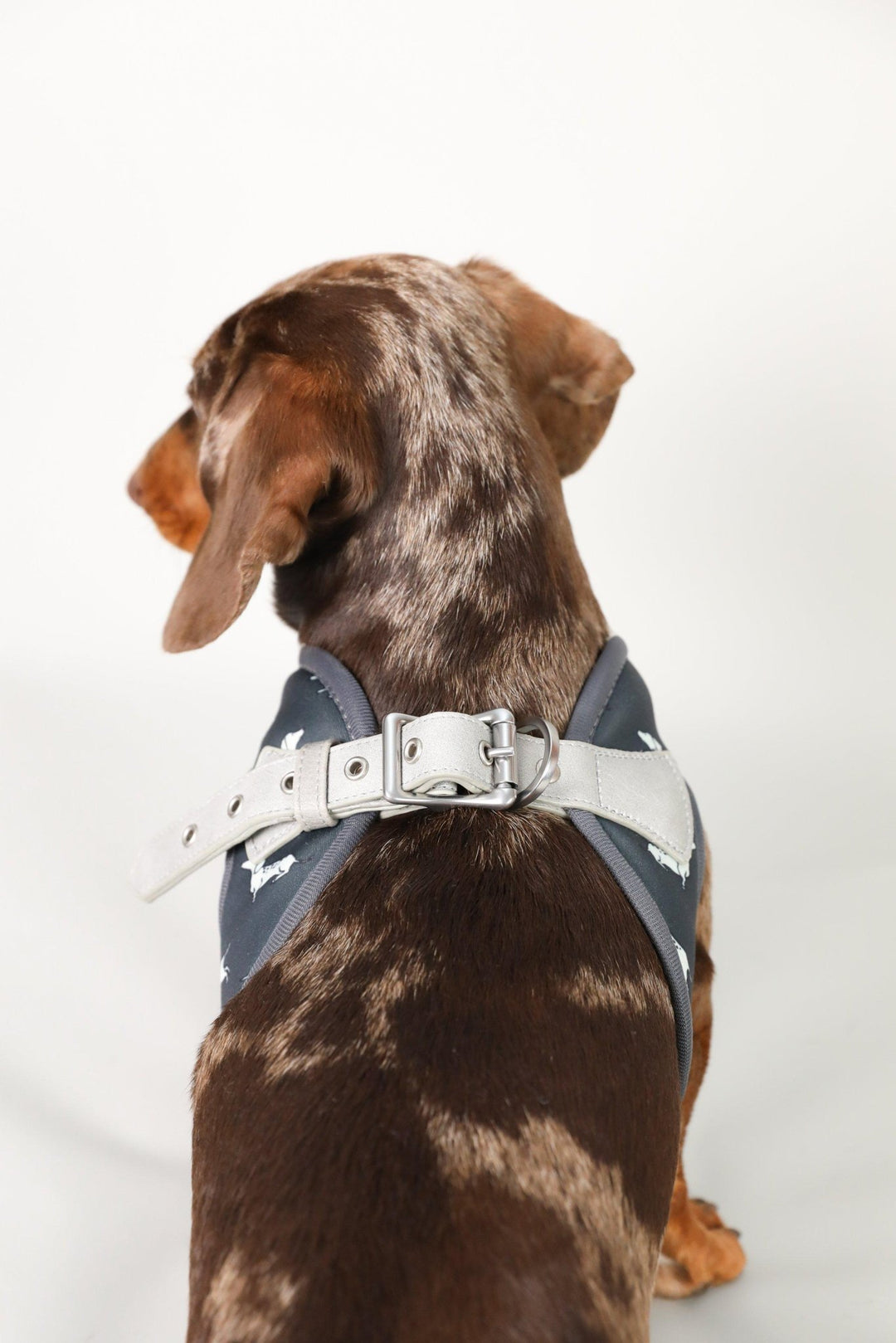 Dachshund Harness, Dachshund wearing dog harness, Miniature dachshund harness, Step In Dog Harness for Dachshunds, Dog Harness Australia, Sausage Dog Wearing best harness for dachshunds