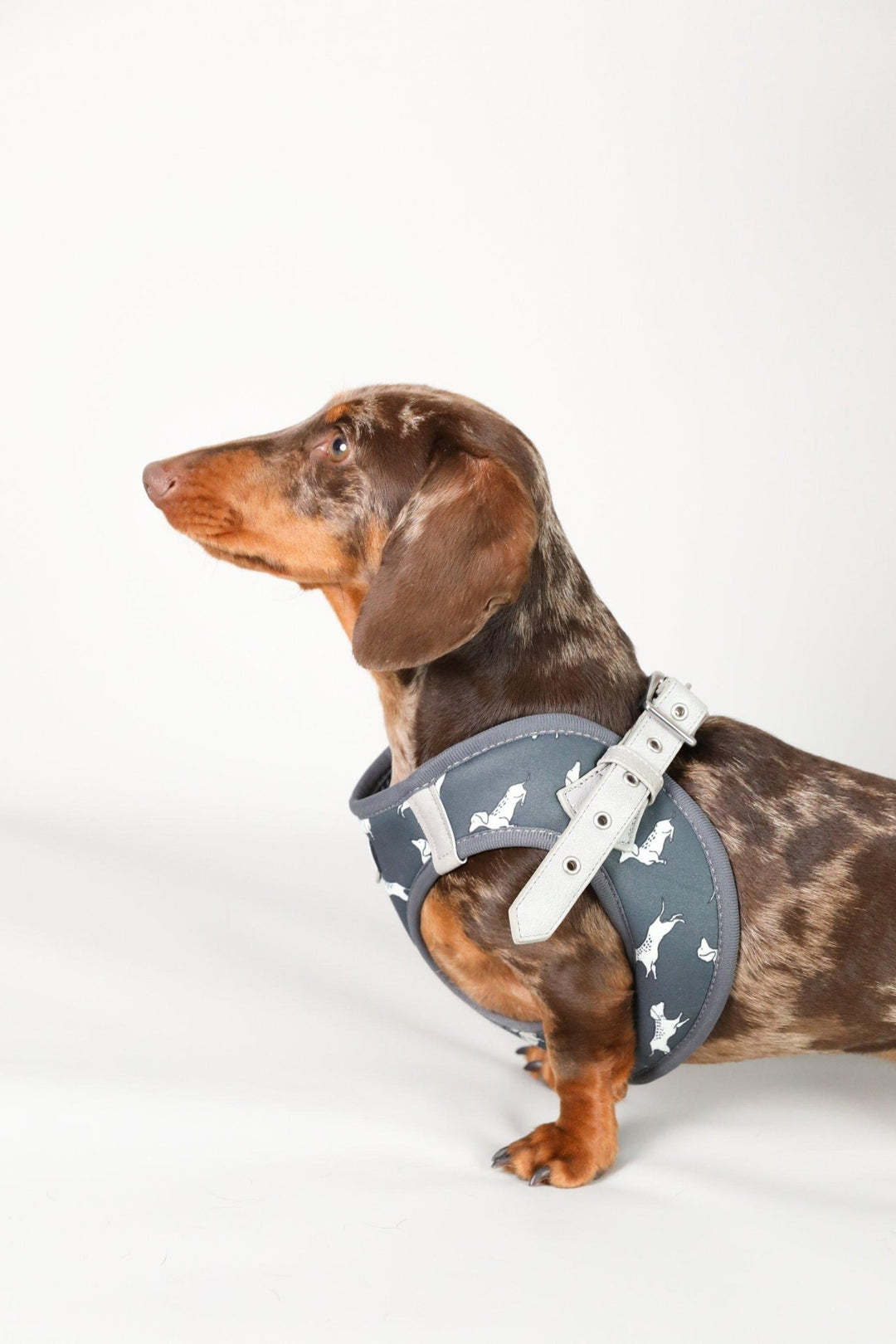 Dachshund Harness, Dachshund wearing dog harness, Miniature dachshund harness, Step In Dog Harness for Dachshunds, Dog Harness Australia, Sausage Dog Wearing best harness for dachshunds