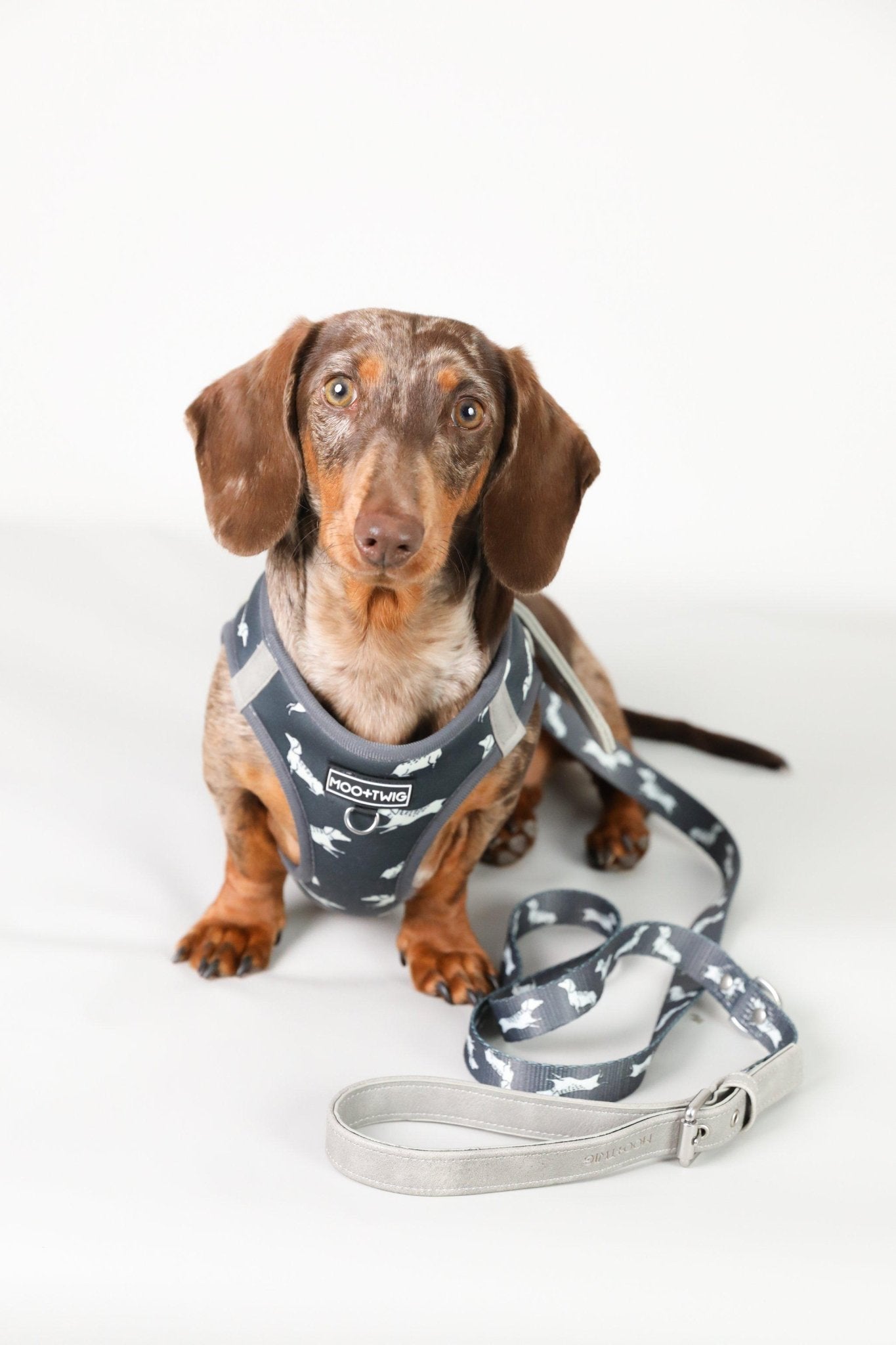 Dachshund Harness, Dachshund wearing dog harness, Miniature dachshund harness, Step In Dog Harness for Dachshunds, Dog Harness Australia, Sausage Dog Wearing best harness for dachshunds