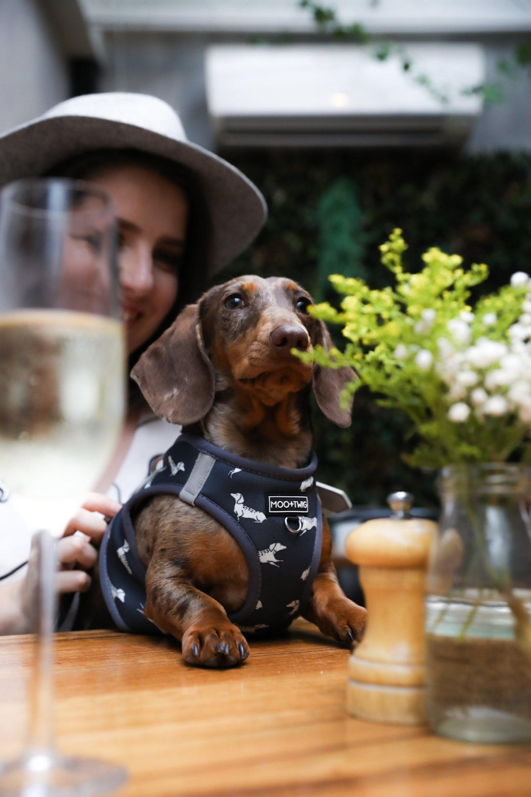 Dachshund Harness, Dachshund wearing dog harness, Miniature dachshund harness, Step In Dog Harness for Dachshunds, Dog Harness Australia, Sausage Dog Wearing best harness for dachshunds