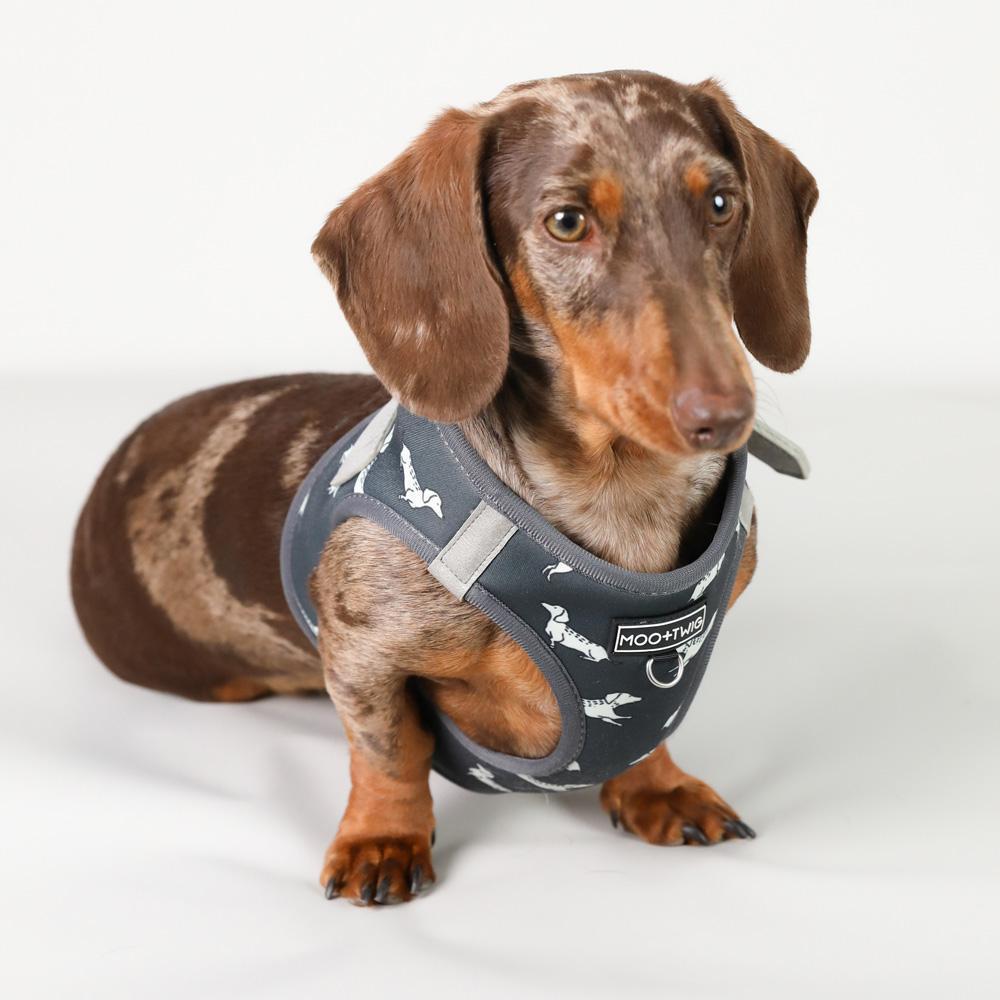 Dachshund Harness, Dachshund wearing dog harness, Miniature dachshund harness, Step In Dog Harness for Dachshunds, Dog Harness Australia, Sausage Dog Wearing best harness for dachshunds