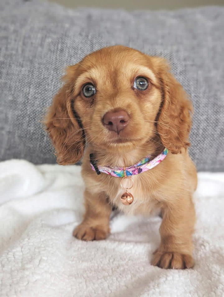 Watercolour Floral Cat Collar | Toy Breed Dog Collar | Puppy Collar-puppy/cat-Dizzy Dog Collars