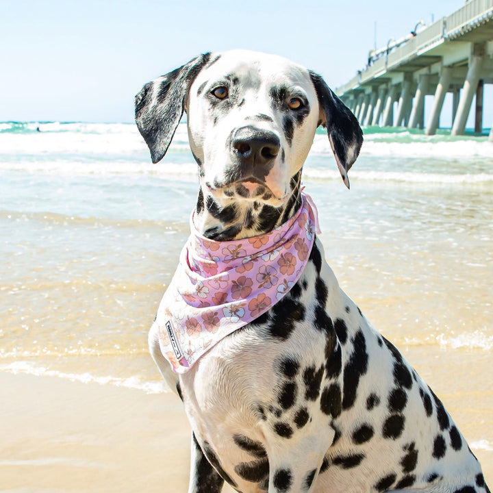 Aloha: Bandana-Bandana-Dizzy Dog Collars